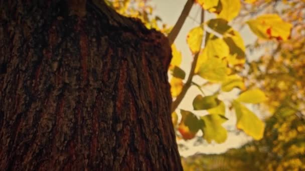 Trank jesiennego drzewa osiki ze złotymi liśćmi więdnącymi jesienią — Wideo stockowe