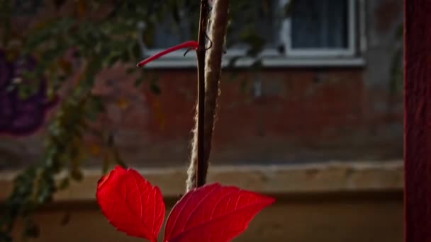 Lindas folhas de uva vermelha na corda fixada na cerca — Vídeo de Stock