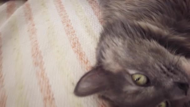 แมวสีเทาบนเตียง เล่นและพักผ่อน — วีดีโอสต็อก