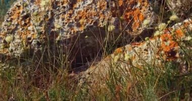 Issız bir arazide rüzgarda sallanan yonca çiçekleriyle kayalık çayırda sallan.