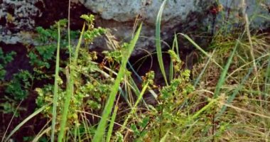 Taşların önünde yeşil çimenler titriyor.