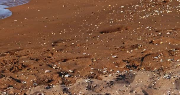 Mar-coberto litoral e conchas atropelados por ondas do mar — Vídeo de Stock