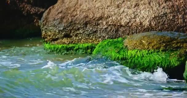 Morze i skały w letni dzień. Fale biją na skałach pokrytych glonami — Wideo stockowe