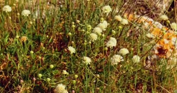 Fleurs de trèfle blanc balancent légèrement dans une brise légère — Video