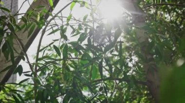 Söğüt yaprakları güneş parlıyor