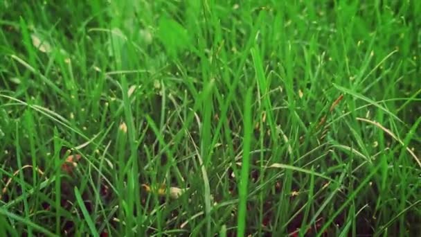 Summer grass fresh cut macro — Αρχείο Βίντεο