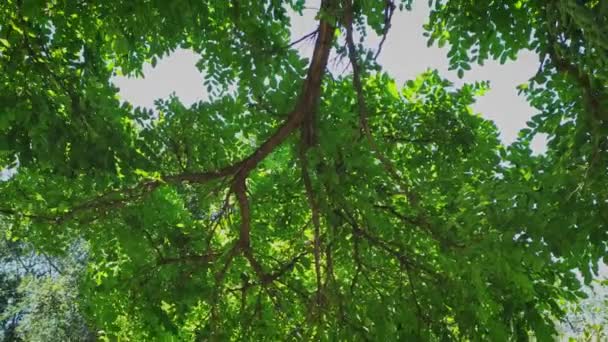 アカシア・グリーンの葉が空の前に — ストック動画