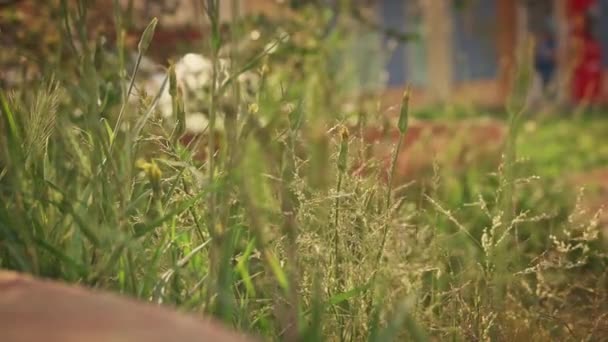 De nombreuses mauvaises herbes poussent au bord du trottoir et se balancent dans le vent — Video