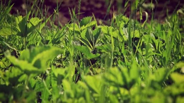 Trädgårdsjord är täckt med små växter och gräs ångor, många insekter rör sig — Stockvideo