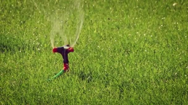 Spinning głowica zraszacza ogrodowego na słonecznym trawniku. — Wideo stockowe