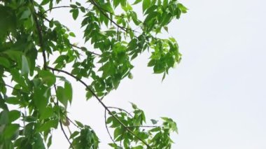 Aspen ağacı dalları açık gökyüzünün önünde yavaşça hareket ediyor