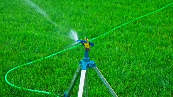 庭の散水芝生の上でスプリンクラー — ストック動画