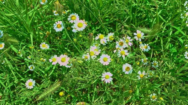 Top View Green Grass Blooming Daisyes Steams — Stock Photo, Image