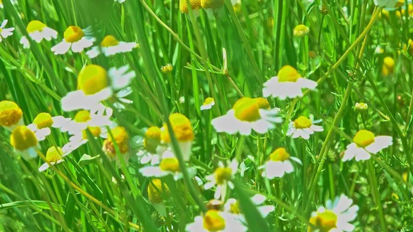 Квітучі Ромашки Між Парою Трави — стокове фото