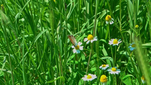 Summer Grass Many Insects Closeup Shot — Stock Photo, Image