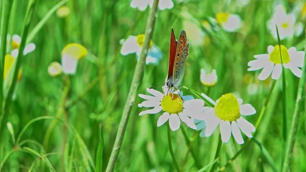 Macro Orange Butterfly Feeding Daisy Flower — Stock Photo, Image