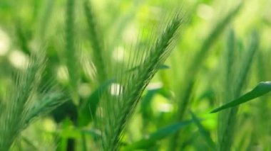 Güneşle aydınlatılan buğday başaklarının Macro 'su