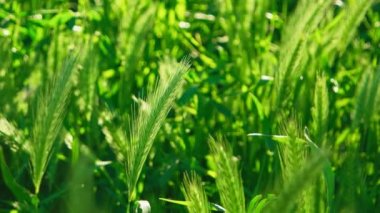 Bahar çivileri arka planda güneş ve yeşil çimenler. Bahçenin makro görüntüsü