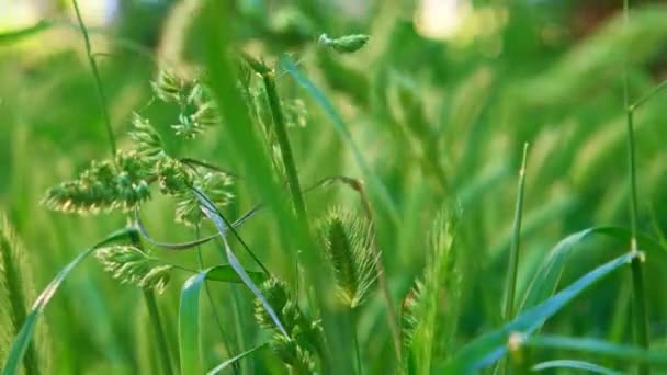 Krásné jarní divoké hřeby podsvícené slunce a zelená tráva. Makro záběr do zahrady — Stock video