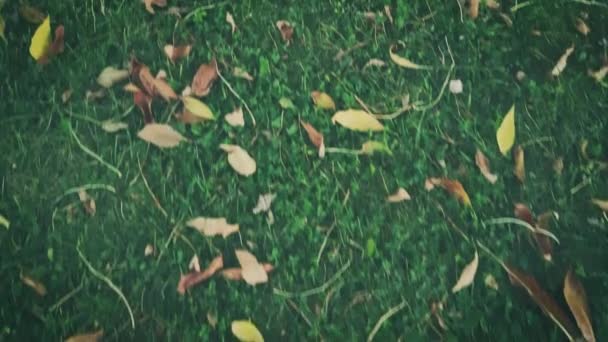 Hierba verde con hojas caídas caminar — Vídeo de stock