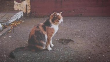 Üç renkli kedi yolda oturuyor.