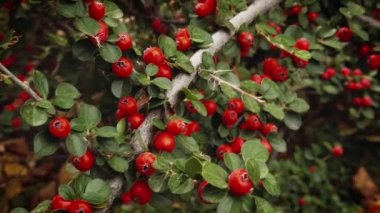 Sonbahar çalılarının dalları kırmızı olgun böğürtlenlerle kaplıdır.