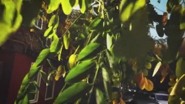 Sonbahar akasya dalları rüzgarda hareket ediyor