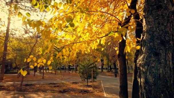 Осінній парк, покритий золотим листям, і осіннє сонце світить крізь листя — стокове відео