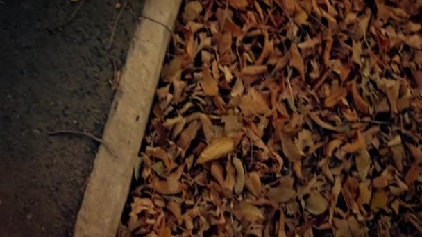 Kran skjuten från gångstig med fallna löv på trottoarkanten till toppar av höstträd — Stockvideo