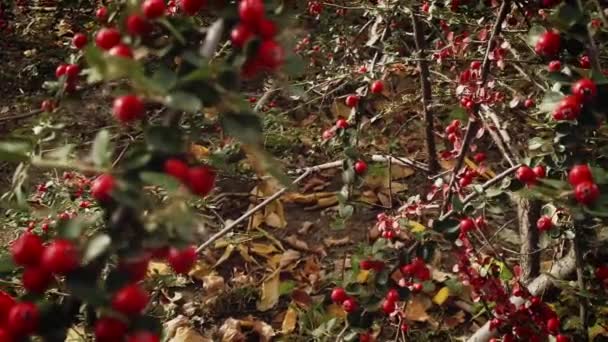 Φθινοπωρινοί θάμνοι καλυμμένοι με κόκκινα ώριμα μούρα — Αρχείο Βίντεο
