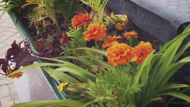 Pendurado canteiro de flores no parque da cidade com flores de laranja — Vídeo de Stock