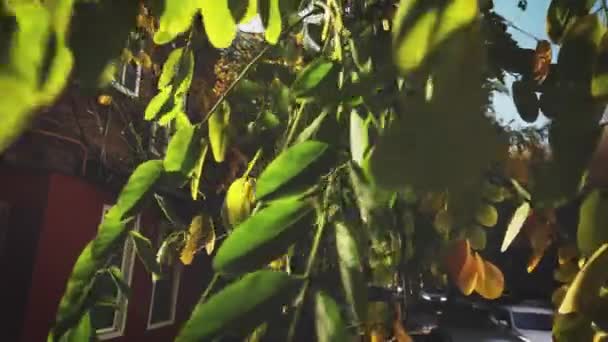 在风的吹拂下，金合欢的枝条在风中飘扬 — 图库视频影像