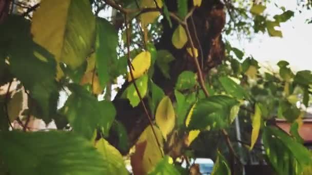 Las ramas de olmo están cubiertas de hojas amarillas y todavía verdes.. — Vídeos de Stock