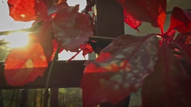 Gambar cat daun anggur merah latar belakang — Stok Video
