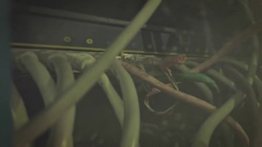 Bir sürü ağ kablosu. Bir rafa monte edilmiş sunucuya bağlı yama kablosu