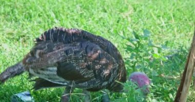 Gobbler. Wild Turkey (Meleagris Dörtnala), Kuzey Amerika 'da yaşayan ve Galliformes takımının en ağır üyesidir.