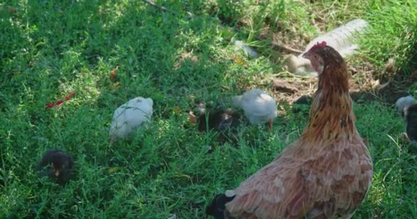 Chicken looks after his chickens pecking food in the grass — Stock Video