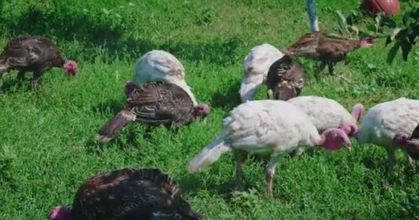 A crowd of gobblers are oecking in the grass — Stock Video