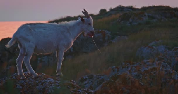 Une chèvre debout sur fond de magnifique coucher de soleil mer et collines paysage dans les montagnes près de la mer d'Azov. — Video