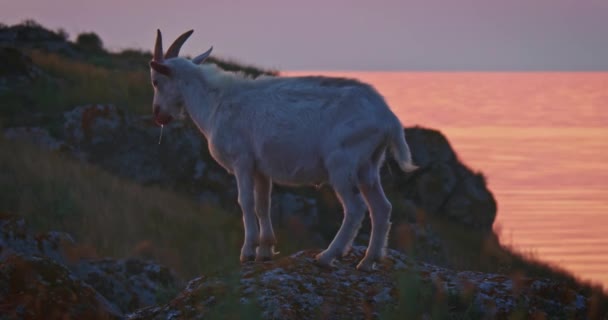 ヤギの口から生理食塩水の小さな糸で海岸の岩の上に立っている — ストック動画