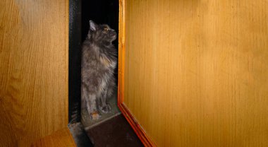 Gri kedi açık kapının aralığında oturuyor ve başka tarafa bakıyor..