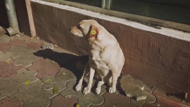 Старший бродячий собака сидить на самоті в сонячних променях, він розслабляється в сонячний день, але потребує усиновлення — стокове відео
