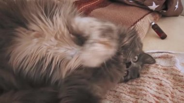 Şakacı, yalancı kedi battaniyenin üstünde