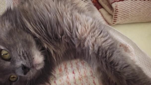 Leuke kat in bed rustend met stretchet pootjes — Stockvideo