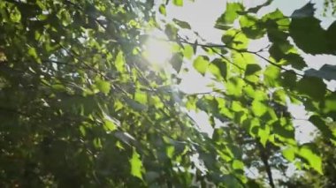 Baharda huş ağacının taze yeşil yapraklarında güneş parlar.