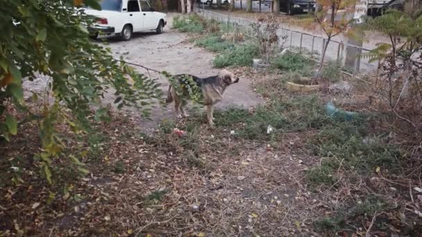 Бродячий собака в міській місцевості — стокове відео