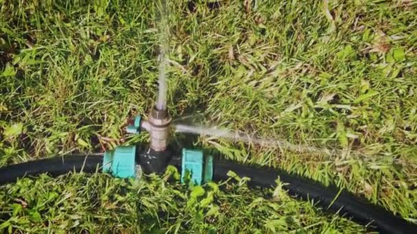 Podlewanie trawnika. Podlewanie trawy otwartym zaworem na wężu wodnym — Wideo stockowe