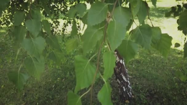 Hojas frescas de abedul en ramas colgantes de abedul joven — Vídeos de Stock
