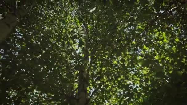 Canopy of birch tree leaves, turning shot, view from below. — Stock Video