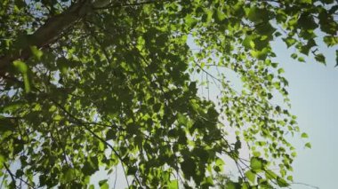 Taze bira yaprakları ve yanıp sönen güneş.